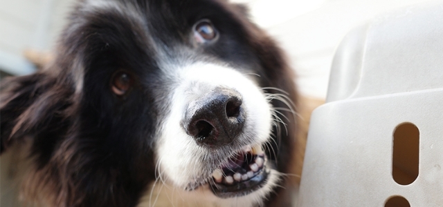 【獣医師監修】犬も虫歯や歯周病になる？原因や対策・予防方法を紹介