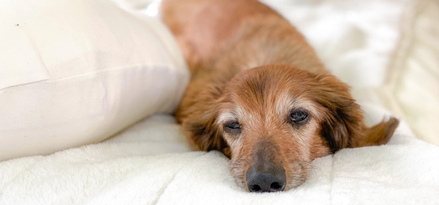 犬が吐く理由は？犬の嘔吐の原因や対処法、子犬の嘔吐について獣医師が解説