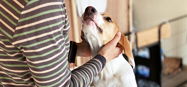 犬のダニ（マダニ）対策！ダニを見つけた時の対処法と予防法を獣医師が解説