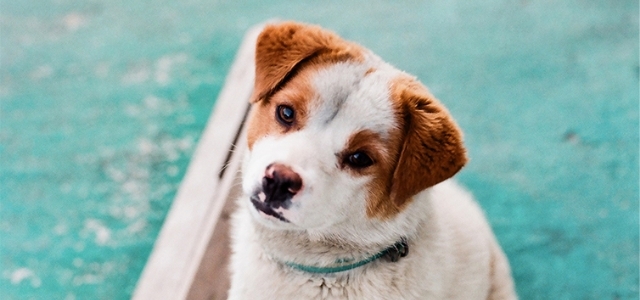 【獣医師監修】犬も虫歯や歯周病になる？原因や対策・予防方法を紹介