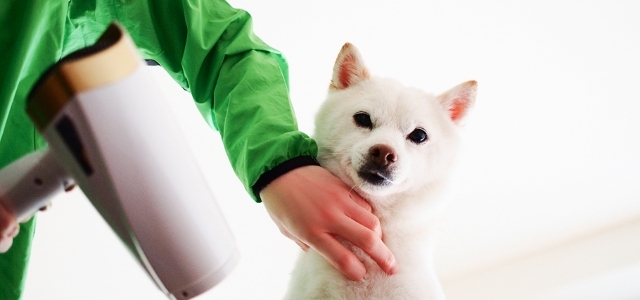 【獣医師監修】犬のアレルギーの症状と原因は？愛犬のためにできる対処法を紹介