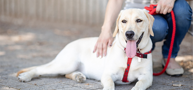 【獣医師監修】どうして犬のダイエットは必要なの？理想的なダイエット方法や成功のポイントを解説