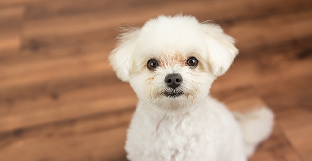 【獣医師監修】犬に寄生するノミの対処法を解説!見つけ方や駆除方法、治療・予防方法について