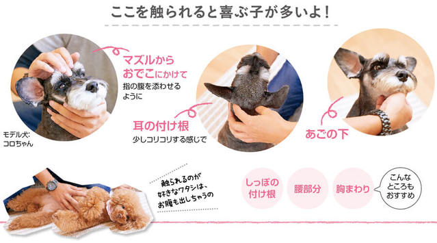 愛犬が寝落ちしちゃう？うっとり触り方講座