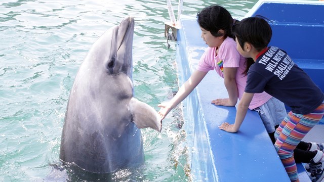 イルカが頭上を飛び越える！イルカとの距離がとにかく近い水族館って？