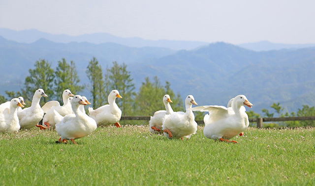 かわいい動物たちとのふれあいがいっぱい！ 一日中思いっきり遊べる「マザー牧場」に行こう