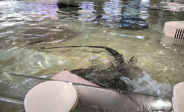 【取材レポ】海遊館へ行ってきた！館内の魅力から遊びに行く前に知っておきたい情報まで