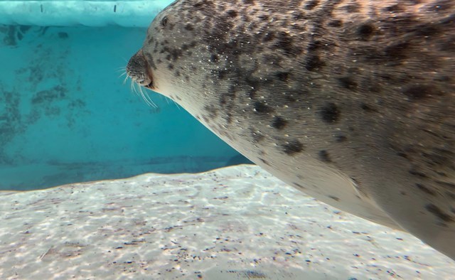 【取材レポ】海遊館へ行ってきた！館内の魅力から遊びに行く前に知っておきたい情報まで