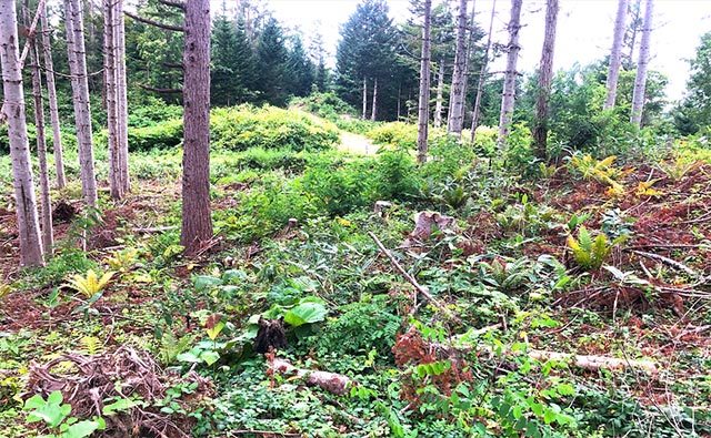 自分たちだけのキャンプ場がここに！森林区画レンタルで親子で秘密基地づくりをはじめよう！【北海道】