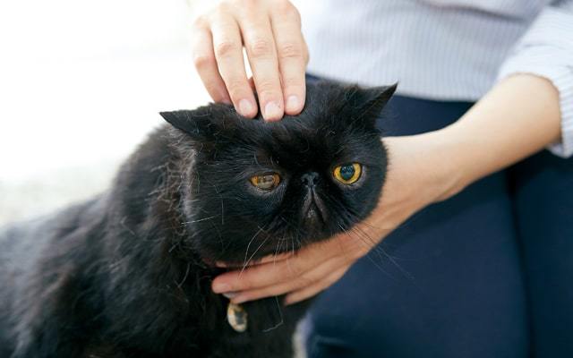 抱っこ嫌いな猫を上手に抱っこするコツと方法を動物看護学校講師が紹介！