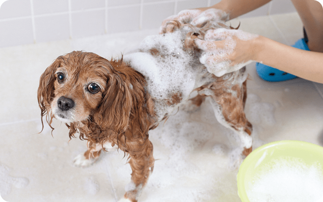 犬のシャンプーを上手にする方法や頻度をトリマーが伝授！シャンプーは必要？