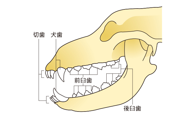 犬の歯は人と違う！虫歯ではなく歯周病が多い理由と歯の仕組み