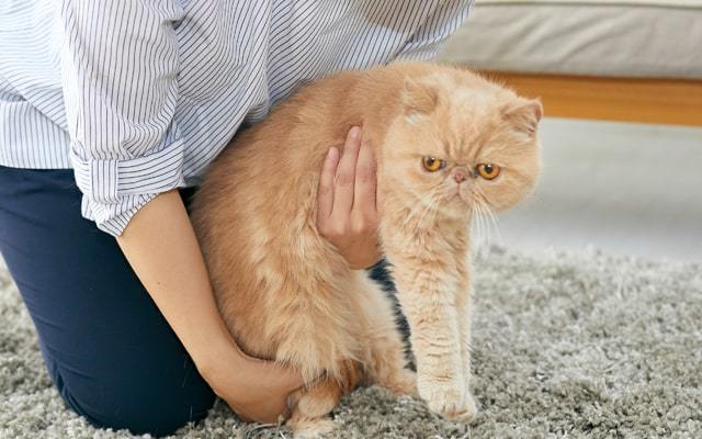 抱っこ嫌いな猫を上手に抱っこするコツと方法を動物看護学校講師が紹介！