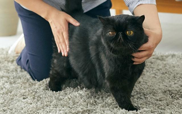 抱っこ嫌いな猫を上手に抱っこするコツと方法を動物看護学校講師が紹介！