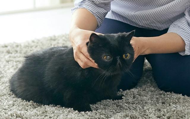 抱っこ嫌いな猫を上手に抱っこするコツと方法を動物看護学校講師が紹介！