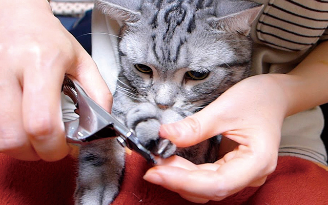猫の爪切りは必要？猫の爪切りが簡単にできるコツや嫌がる猫ちゃん対策を獣医師が紹介！