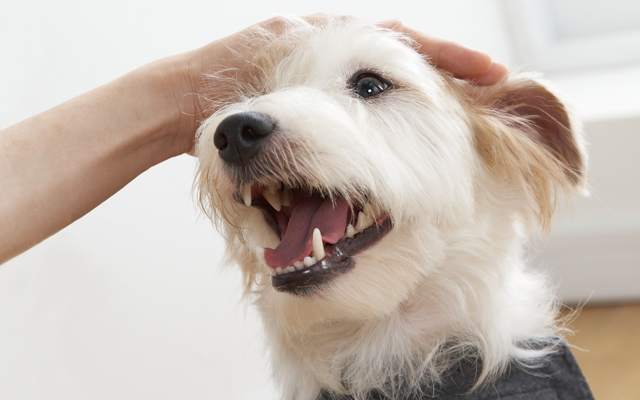 犬の歯は人と違う！虫歯ではなく歯周病が多い理由と歯の仕組み