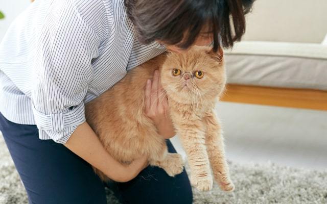 抱っこ嫌いな猫を上手に抱っこするコツと方法を動物看護学校講師が紹介！