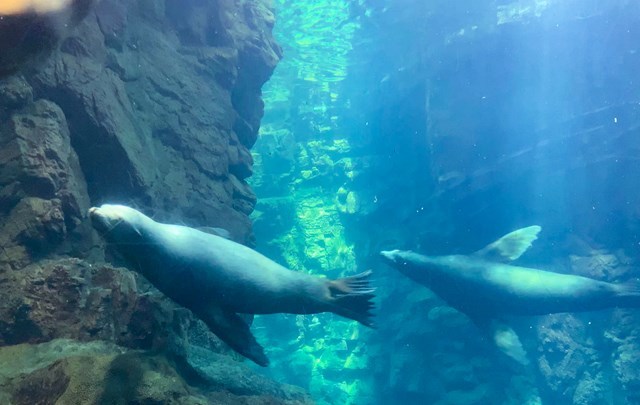 【取材レポ】海遊館へ行ってきた！館内の魅力から遊びに行く前に知っておきたい情報まで