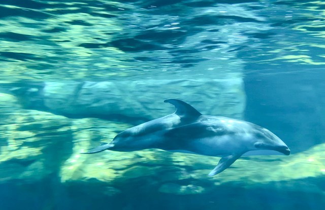 【取材レポ】海遊館へ行ってきた！館内の魅力から遊びに行く前に知っておきたい情報まで