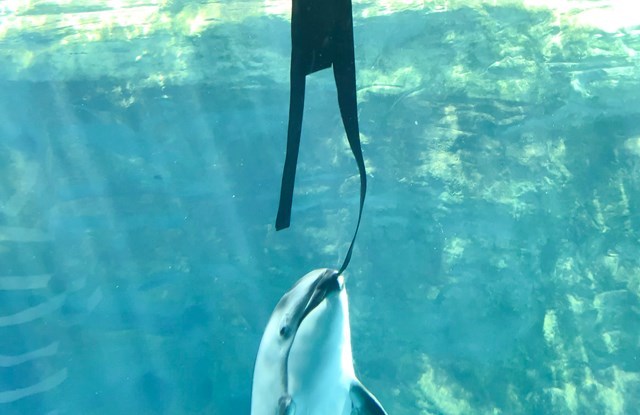 【取材レポ】海遊館へ行ってきた！館内の魅力から遊びに行く前に知っておきたい情報まで