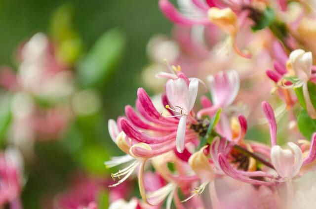 春に咲く「ハニーサックル」の香りと効能。生活の中での楽しみ方