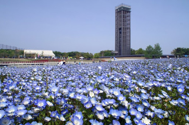 【写真映えスポットもいっぱい】四季折々の花が咲き誇る！浜名湖ガーデンパークを徹底レポート