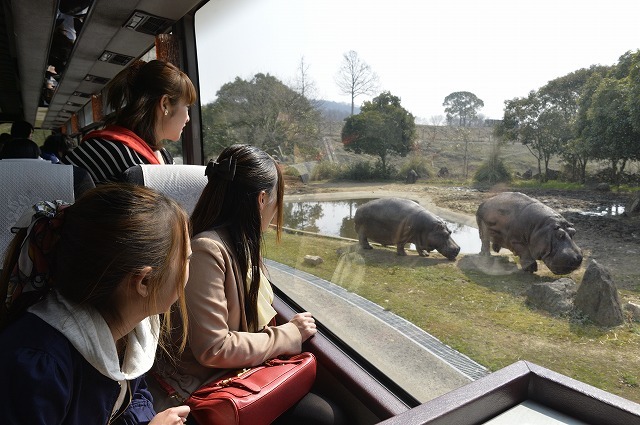 【徹底解説】姫路セントラルパークの魅力とは！サファリや遊園地から、プール、割引情報まで