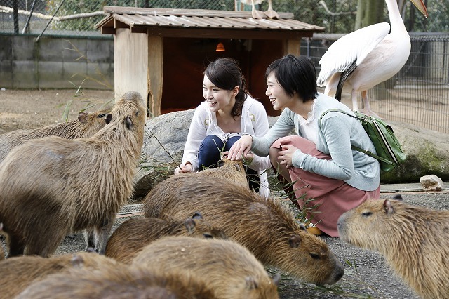 【徹底解説】姫路セントラルパークの魅力とは！サファリや遊園地から、プール、割引情報まで