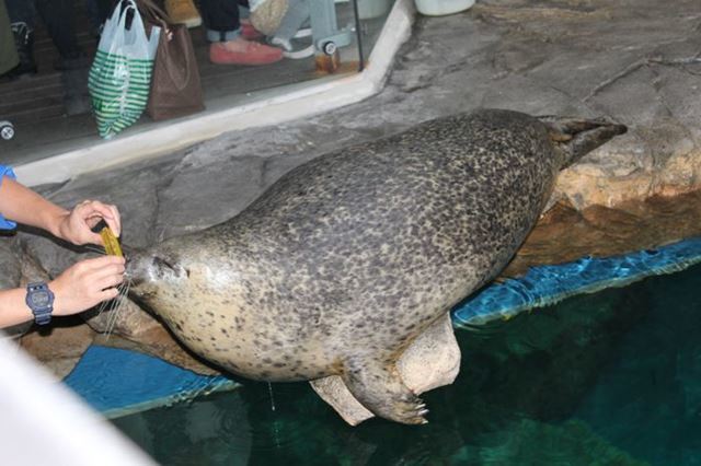 品川 水族館2館を徹底比較！アクアパークとしながわ水族館の違いは？