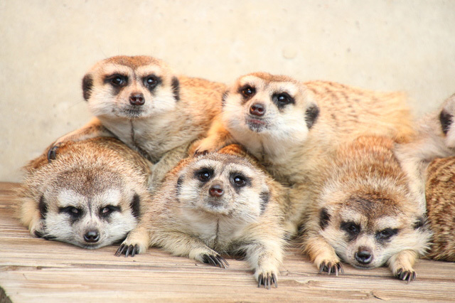 千葉のおすすめ水族館・動物園13選！愛らしさに心おどるひとときを