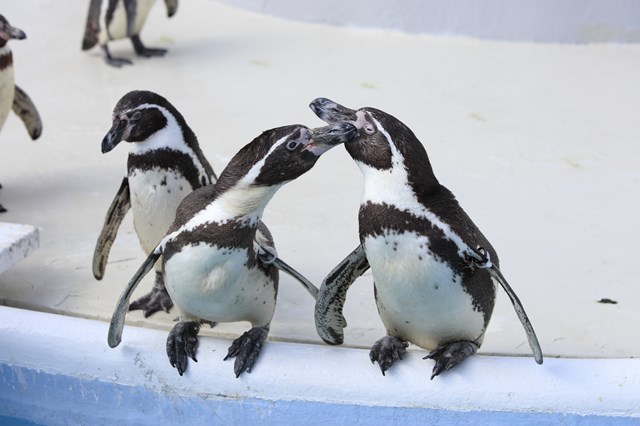 【オススメ3選】三重 水族館を満喫！ペンギンやマンボウのいる人気アクアリウムを紹介！