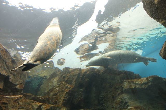 品川 水族館2館を徹底比較！アクアパークとしながわ水族館の違いは？