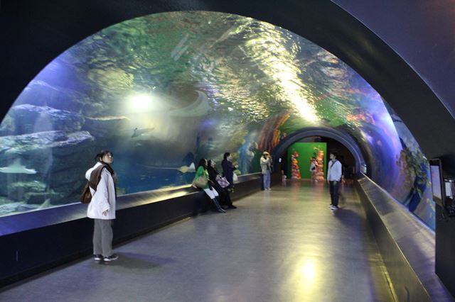 品川 水族館2館を徹底比較！アクアパークとしながわ水族館の違いは？