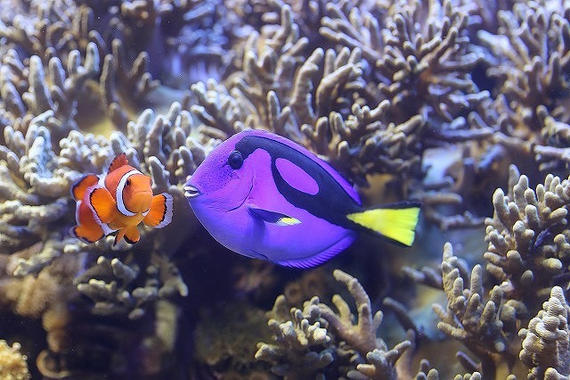 鳥羽水族館の魅力を徹底解剖！ジュゴンやショーから料金、アクセスまでの完全ガイド