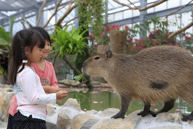 【割引あり】神戸どうぶつ王国の魅力を徹底解剖！ショーから触れ合い、花の情報など楽しむガイド