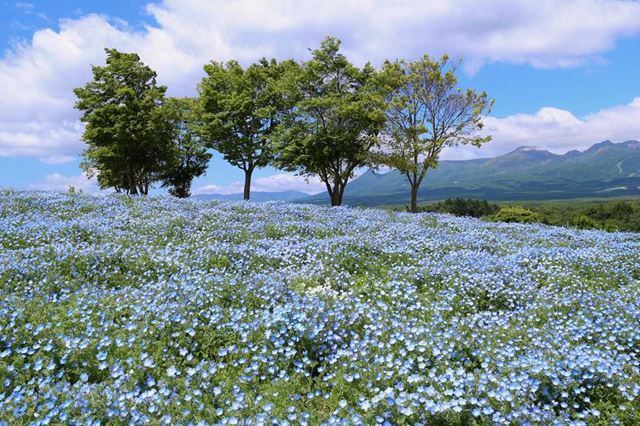 那須高原 観光スポット67選！牧場やグルメ、温泉を楽しもう！