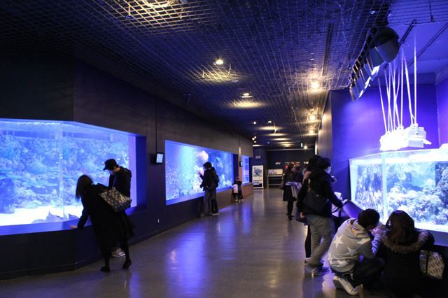 品川 水族館2館を徹底比較！アクアパークとしながわ水族館の違いは？