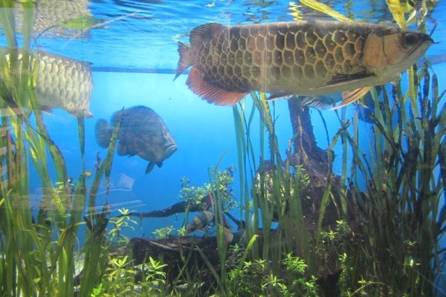 鳥羽水族館の魅力を徹底解剖！ジュゴンやショーから料金、アクセスまでの完全ガイド