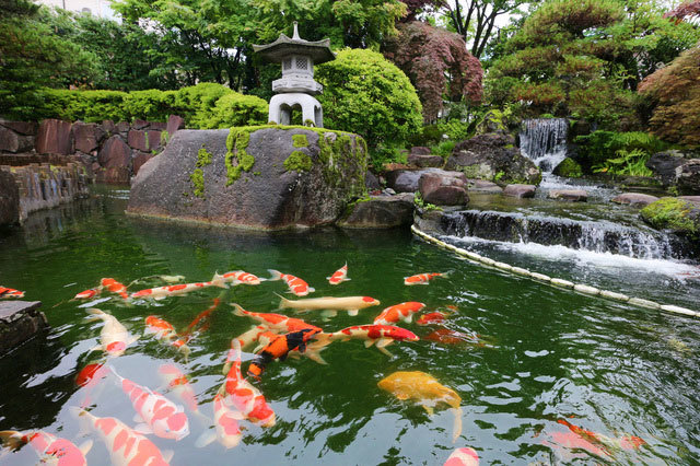 新潟県で遊びに行きたいおすすめ水族館5選！愛らしいイルカやペンギンに癒やされまくろう