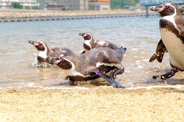 【おすすめ3選】長崎 水族館を満喫！イルカやペンギンのいる人気アクアリウムを紹介