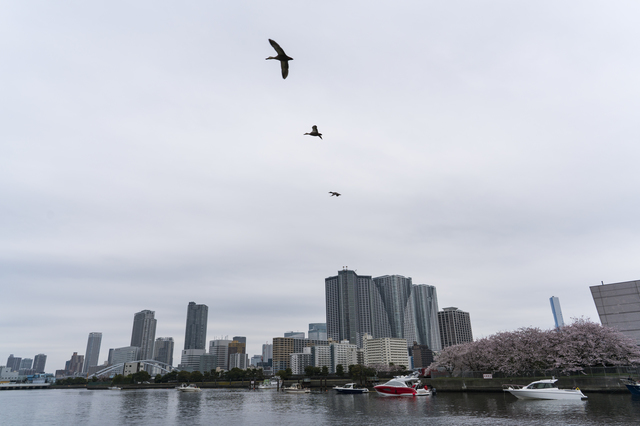 【徹底解説】浜離宮恩賜庭園の魅力とは! 基本情報から都会の真ん中で癒やされる見どころまで