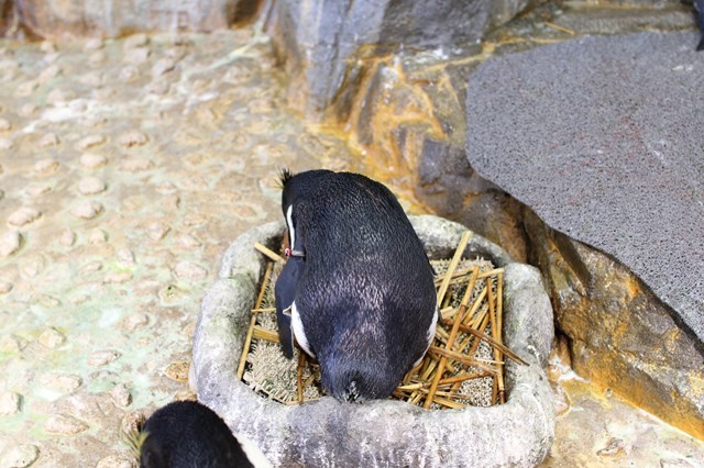 【取材レポ】海遊館へ行ってきた！館内の魅力から遊びに行く前に知っておきたい情報まで