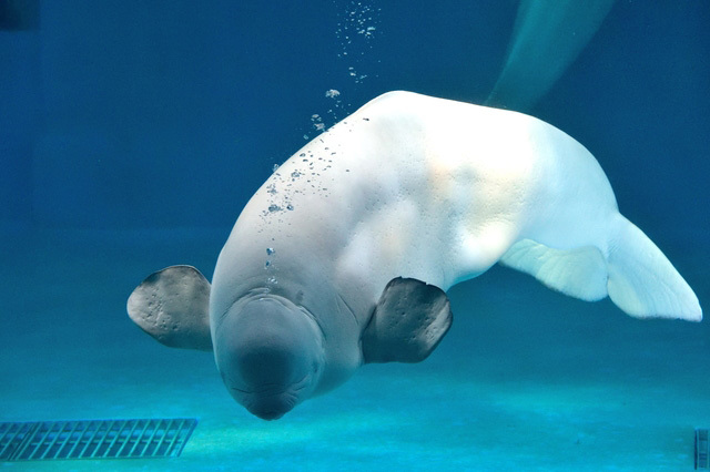 千葉のおすすめ水族館・動物園13選！愛らしさに心おどるひとときを