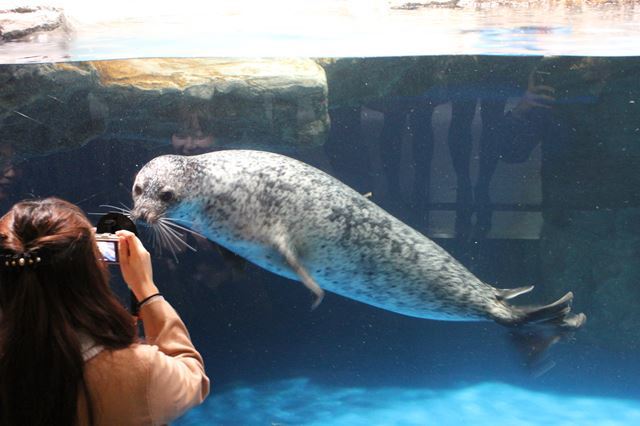 品川 水族館2館を徹底比較！アクアパークとしながわ水族館の違いは？