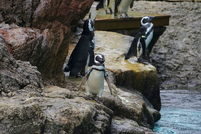 新潟県で遊びに行きたいおすすめ水族館5選！愛らしいイルカやペンギンに癒やされまくろう