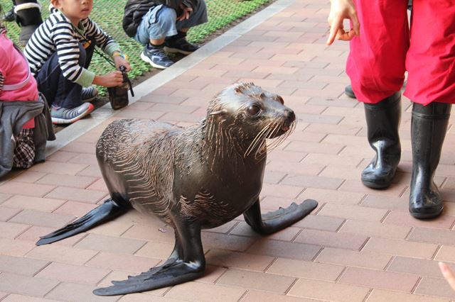 品川 水族館2館を徹底比較！アクアパークとしながわ水族館の違いは？