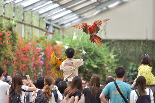 【割引あり】神戸どうぶつ王国の魅力を徹底解剖！ショーから触れ合い、花の情報など楽しむガイド