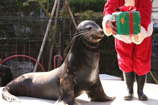 品川 水族館2館を徹底比較！アクアパークとしながわ水族館の違いは？