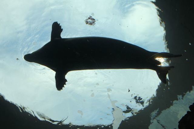 品川 水族館2館を徹底比較！アクアパークとしながわ水族館の違いは？